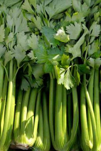 Tips for Growing Celery